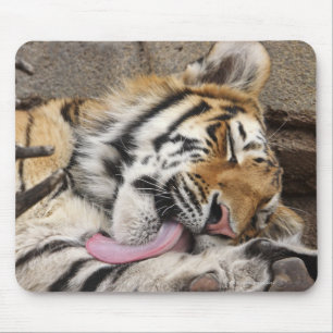 Siberian tiger Panthera tigris altaica licking Mouse Pad