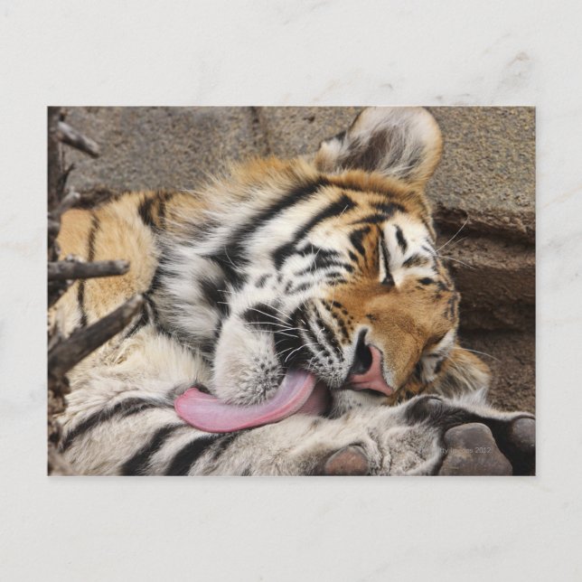 Siberian tiger Panthera tigris altaica licking Postcard (Front)