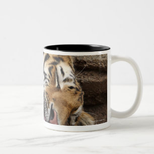 Siberian tiger Panthera tigris altaica licking Two-Tone Coffee Mug