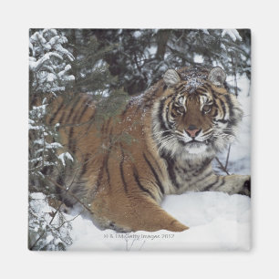 Siberian Tiger (Panthera Tigris Altaica) Magnet