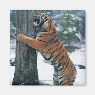 Siberian Tiger (Panthera tigris altaica) Magnet