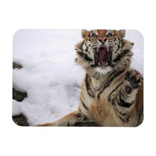Siberian Tiger (Panthera tigris altaica) Magnet
