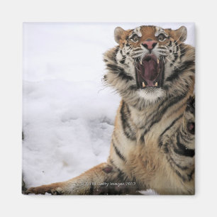 Siberian Tiger (Panthera tigris altaica) Magnet