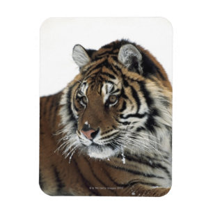 Siberian Tiger (Panthera Tigris Altaica) Magnet