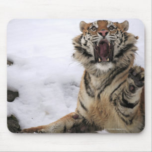 Siberian Tiger (Panthera tigris altaica) Mouse Pad