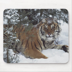 Siberian Tiger (Panthera Tigris Altaica) Mouse Pad