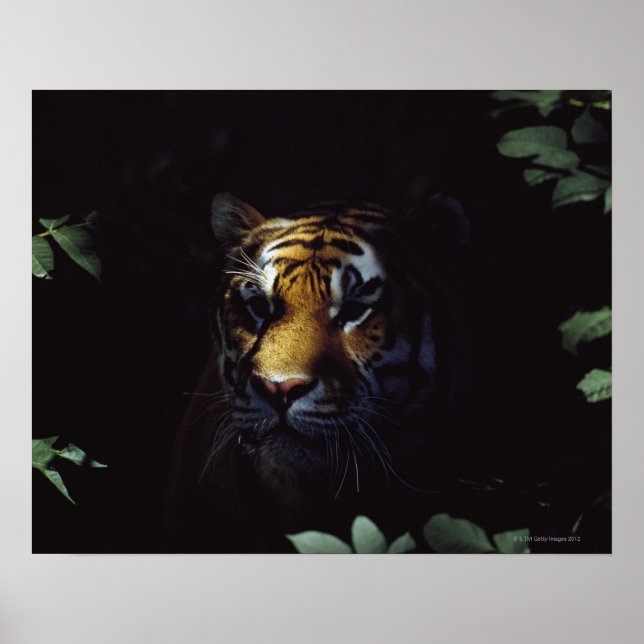 Siberian Tiger (Panthera Tigris Altaica) Peers Poster (Front)