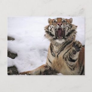 Siberian Tiger (Panthera tigris altaica) Postcard