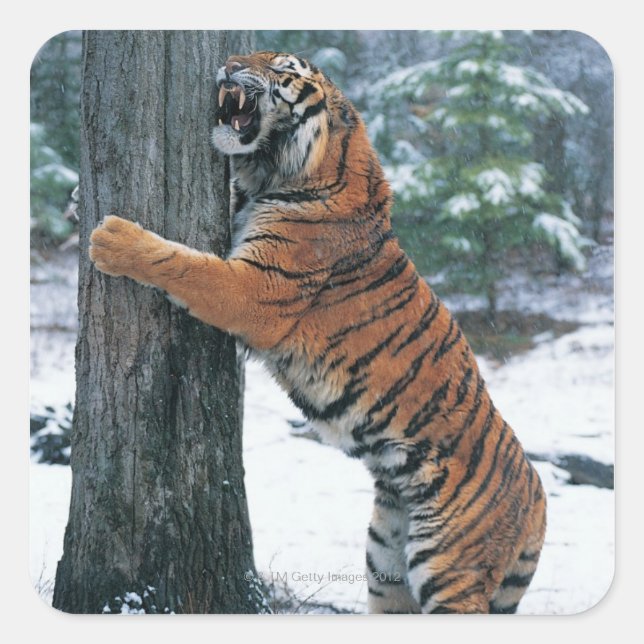 Siberian Tiger (Panthera tigris altaica) Square Sticker (Front)