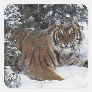 Siberian Tiger (Panthera Tigris Altaica) Square Sticker