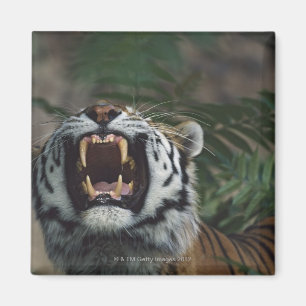 Siberian Tiger (Panthera Tigris) Bares Fangs Magnet