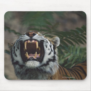 Siberian Tiger (Panthera Tigris) Bares Fangs Mouse Pad
