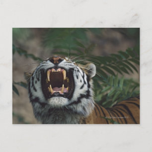 Siberian Tiger (Panthera Tigris) Bares Fangs Postcard