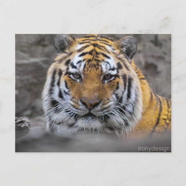Siberian Tiger Photograph Postcard (Front)