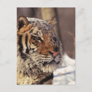 Siberian tiger postcard