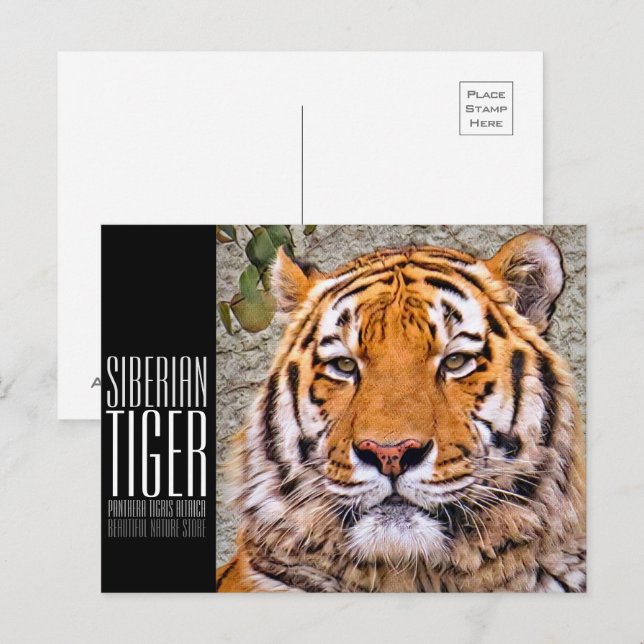 Siberian Tiger Postcard (Front/Back)