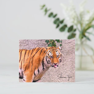 Siberian Tiger Postcard