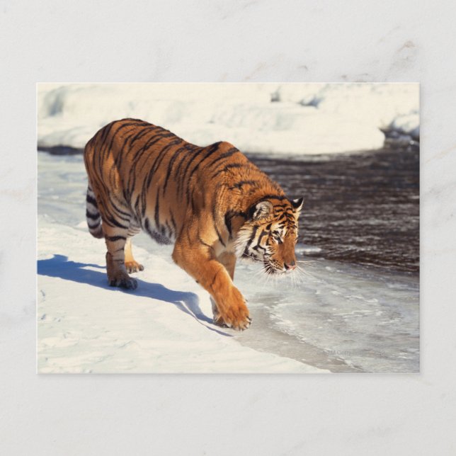 Siberian tiger postcard (Front)