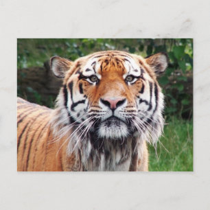 Siberian tiger postcard