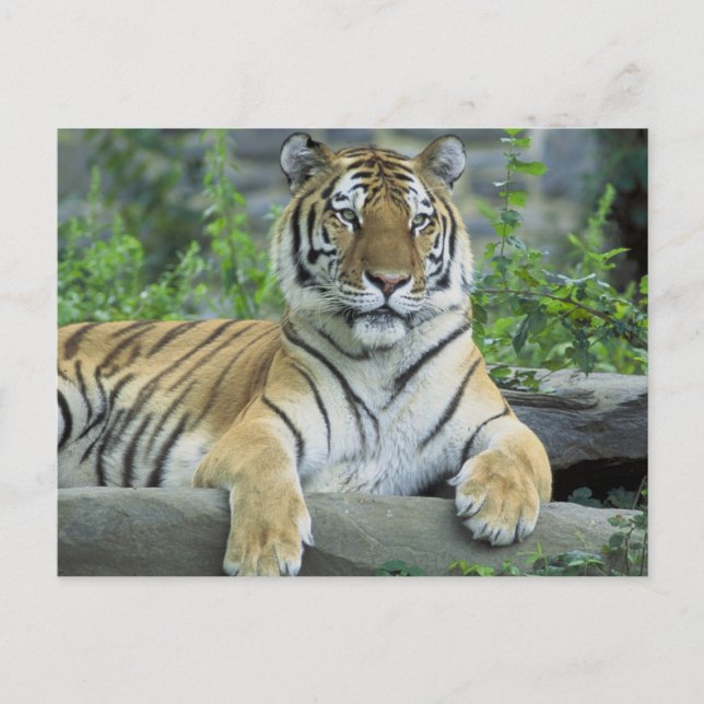 Siberian Tiger Postcard (Front)