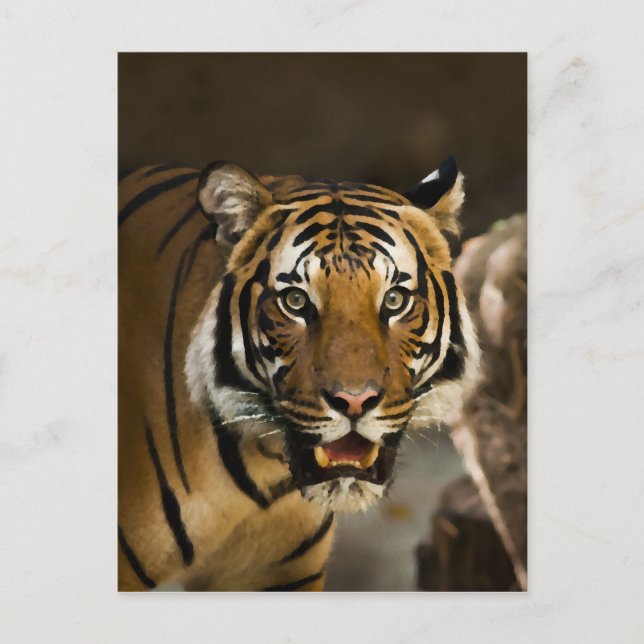 Siberian Tiger Postcard (Front)