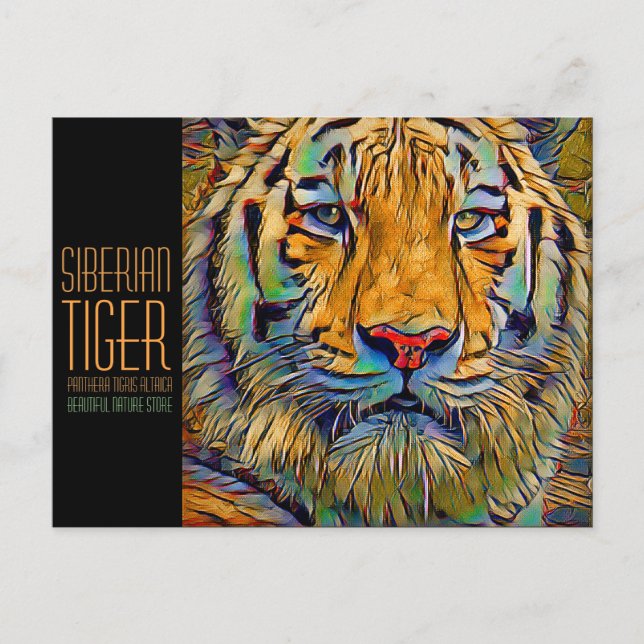 Siberian Tiger [Postcard] Postcard (Front)