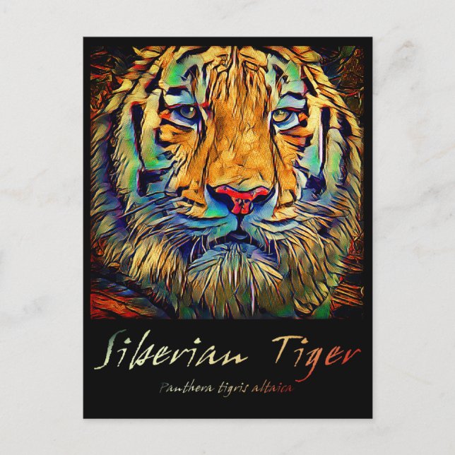 Siberian Tiger [Postcard] Postcard (Front)