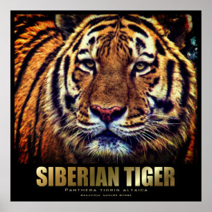 Siberian Tiger:Poster Poster