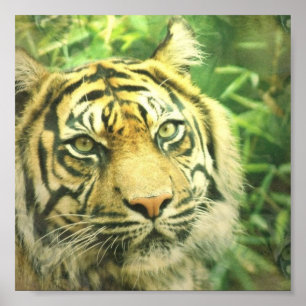 Siberian Tiger Poster Print