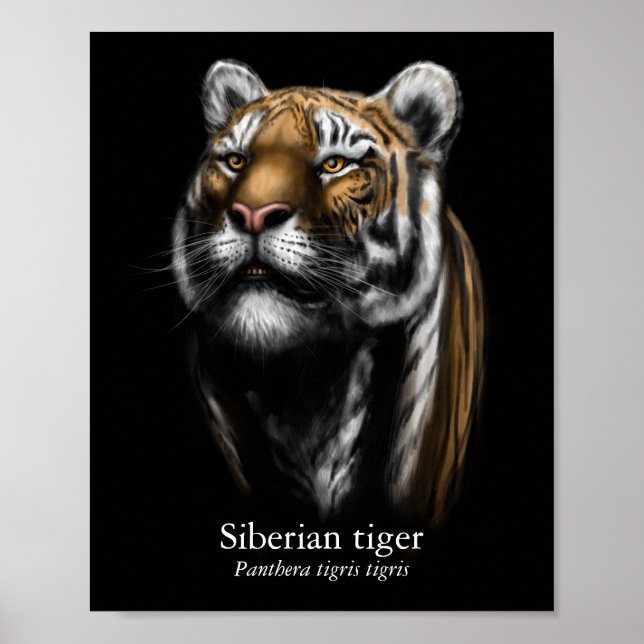 Siberian Tiger Poster (Semi-Gloss) (Front)