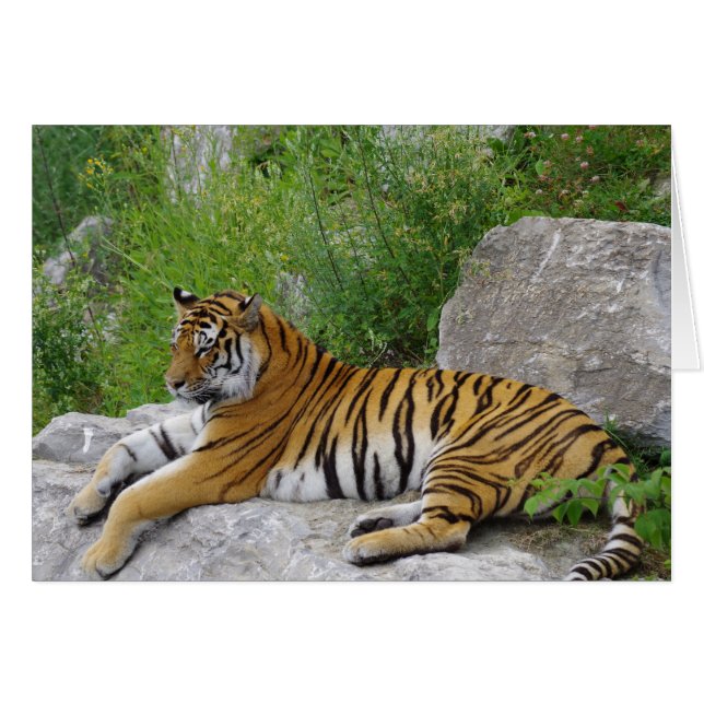 Siberian Tiger Relaxing on a Rock (Front Horizontal)