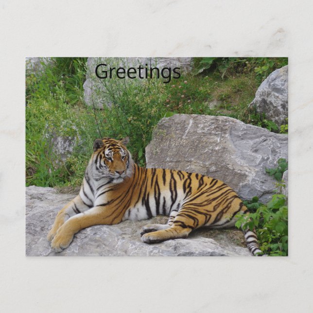 Siberian Tiger Relaxing on a Rock Postcard (Front)