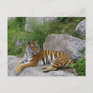 Siberian Tiger Relaxing on a Rock Postcard