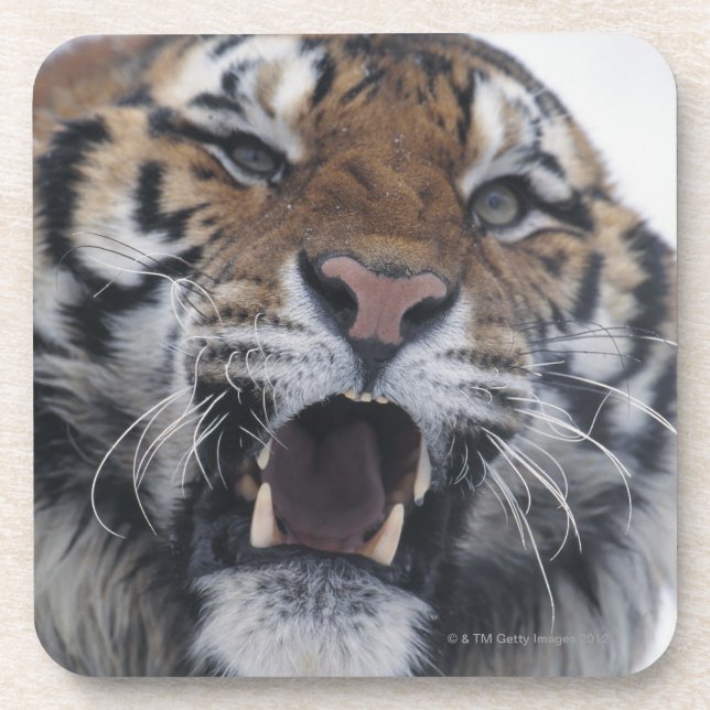 Siberian Tiger Snarling Coaster (Front)