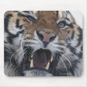Siberian Tiger Snarling Mouse Pad