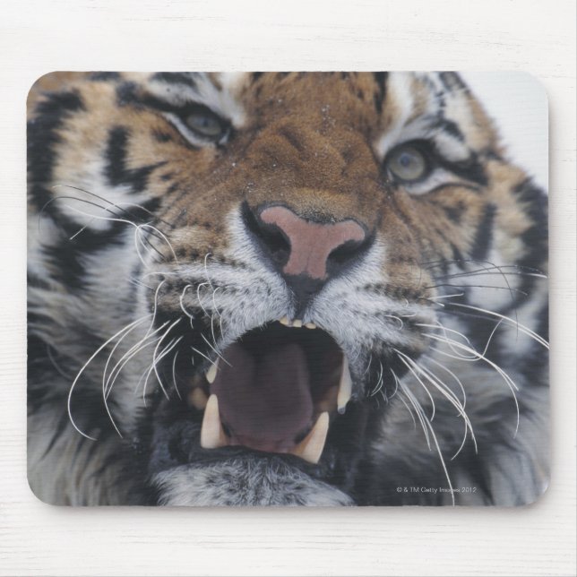 Siberian Tiger Snarling Mouse Pad (Front)