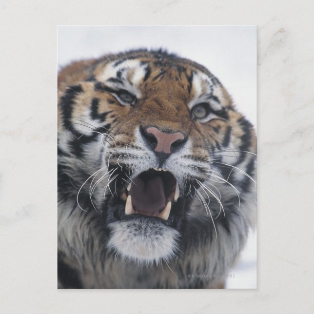 Siberian Tiger Snarling Postcard (Front)