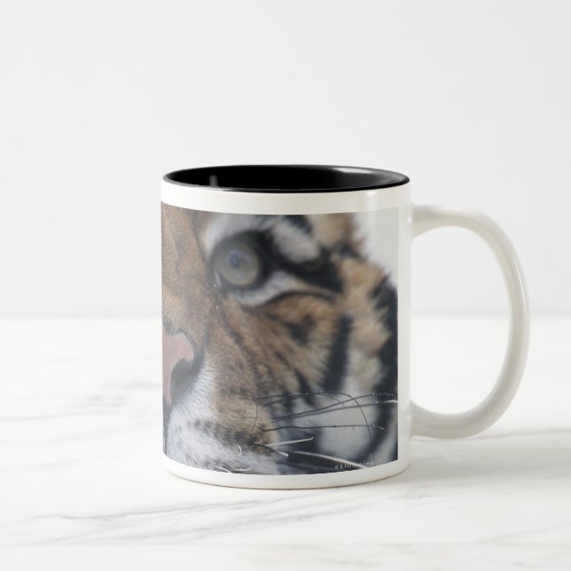 Siberian Tiger Snarling Two-Tone Coffee Mug (Right)