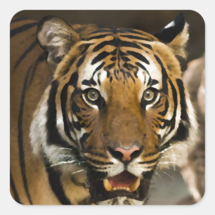 Siberian Tiger Square Sticker