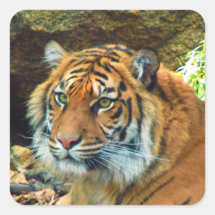 Siberian Tiger Stickers