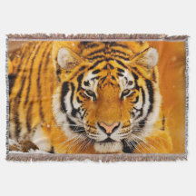 Siberian Tiger