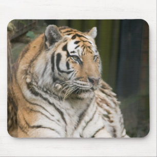 Siberian Tiger Tigress Mouse Pad