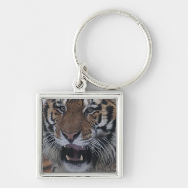 Siberian Tiger Yawning Key Ring (Front)