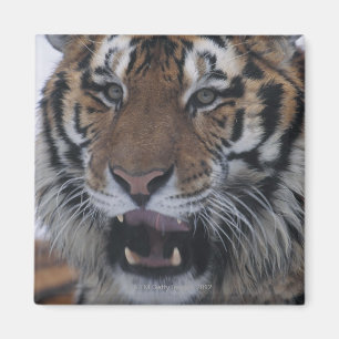 Siberian Tiger Yawning Magnet