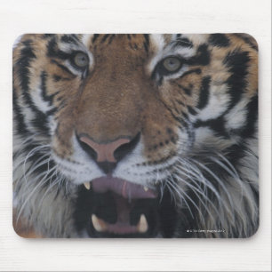 Siberian Tiger Yawning Mouse Pad