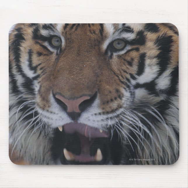 Siberian Tiger Yawning Mouse Pad (Front)