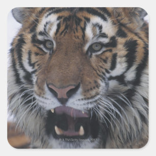 Siberian Tiger Yawning Square Sticker