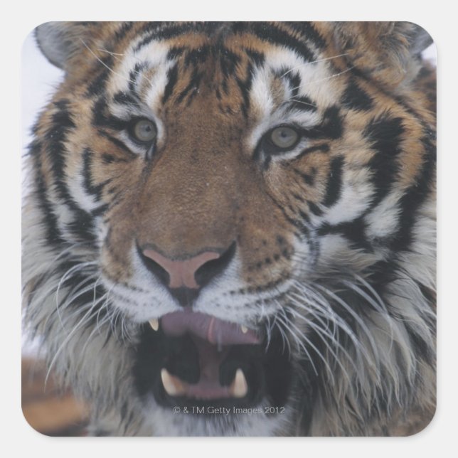 Siberian Tiger Yawning Square Sticker (Front)