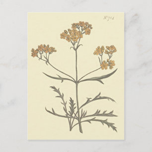 Siberian Valerian Botanical Illustration Postcard