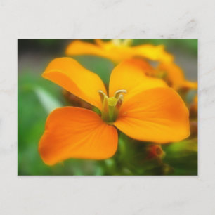 Siberian Wallflower - Cheiranthus allionii Postcard